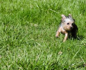 Yorkie and exercises