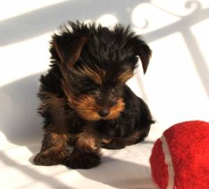 Yorkshire terrier training to stay in a crate