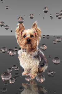 Yorkie food notes