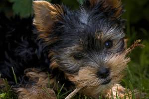 Yorkshire terrier puppy