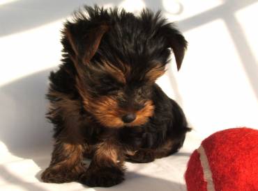 What To Buy And What To Do Before You Take A Yorkie Puppy At Home