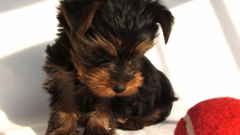What To Buy And What To Do Before You Take A Yorkie Puppy At Home