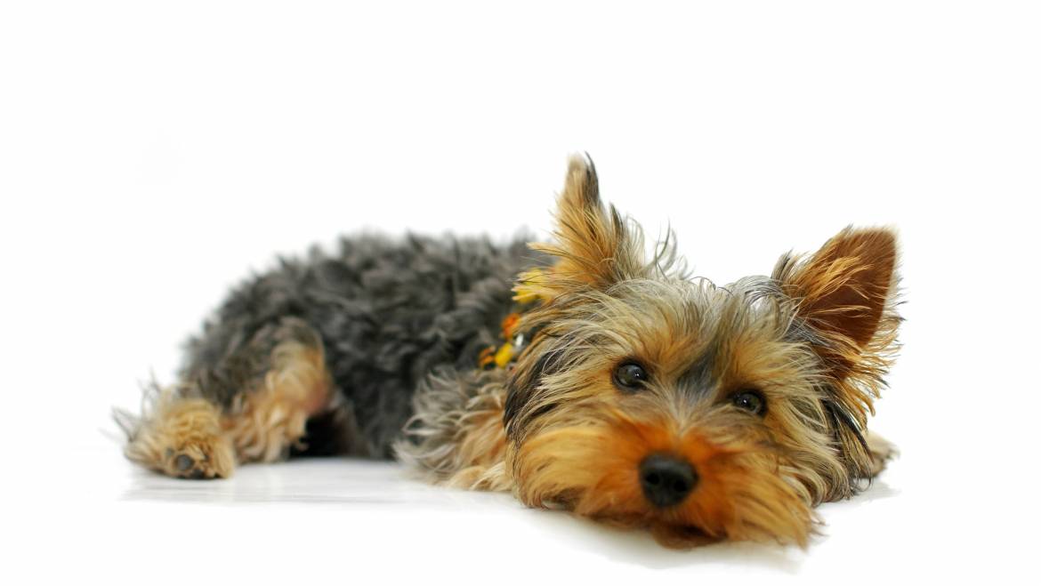 How To Deal With Separation Anxiety In Yorkshire Terrier