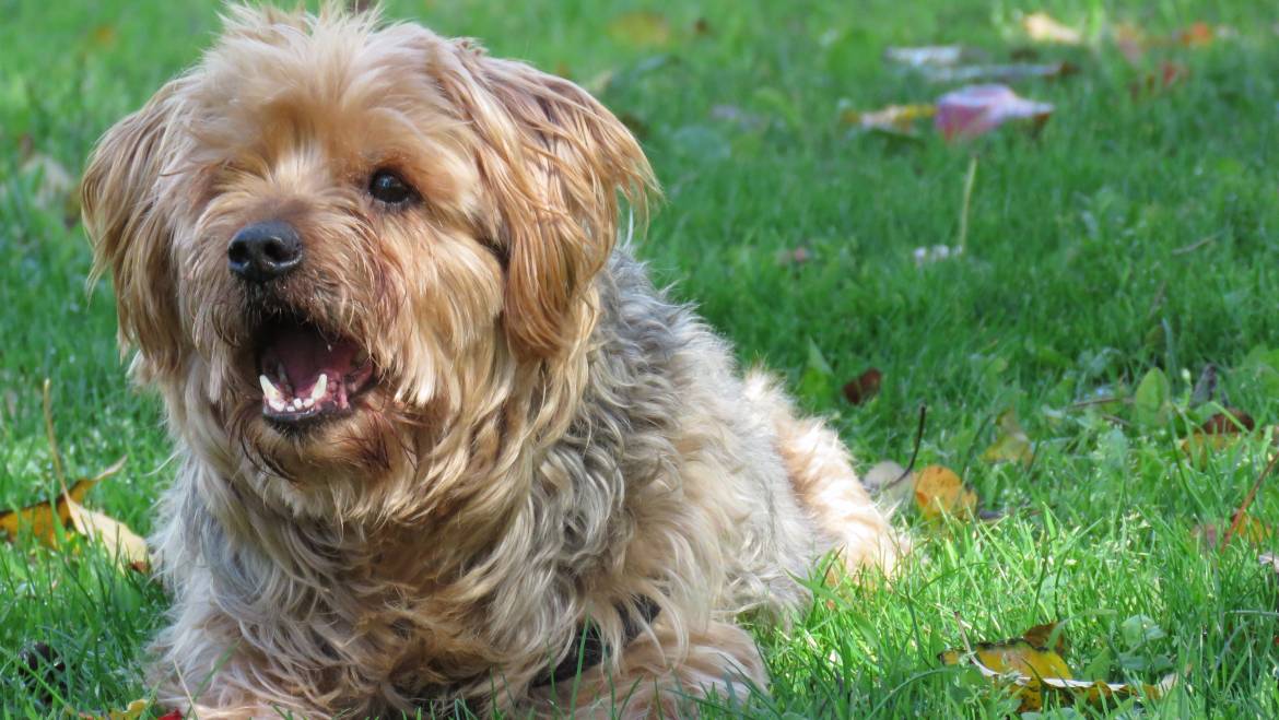 How To Deal With The Constant Barking Of A Yorkshire Terrier?