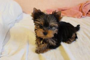 Yorkie puppy