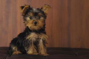 Yorkie puppy sitting
