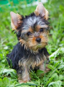 Yorkshire terrier puppy in the garden