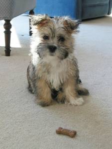 Dry or canned dog food