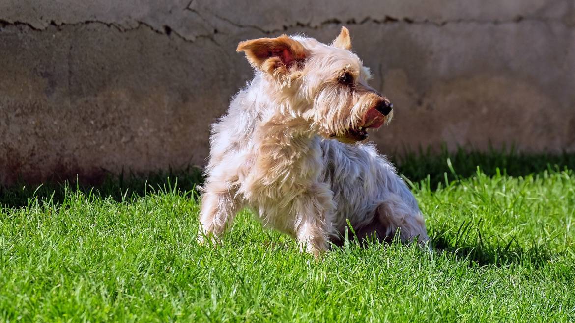 How To Train A Yorkie