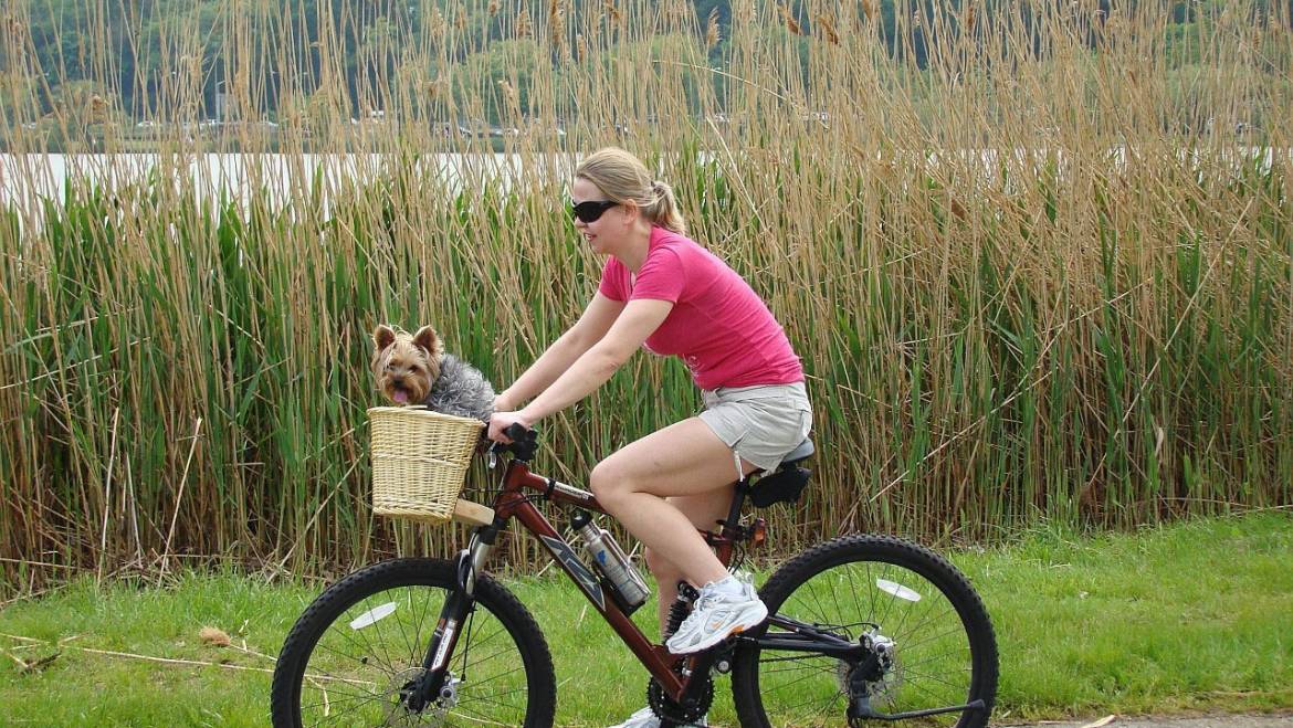 Are You Ready To Own A Yorkie?