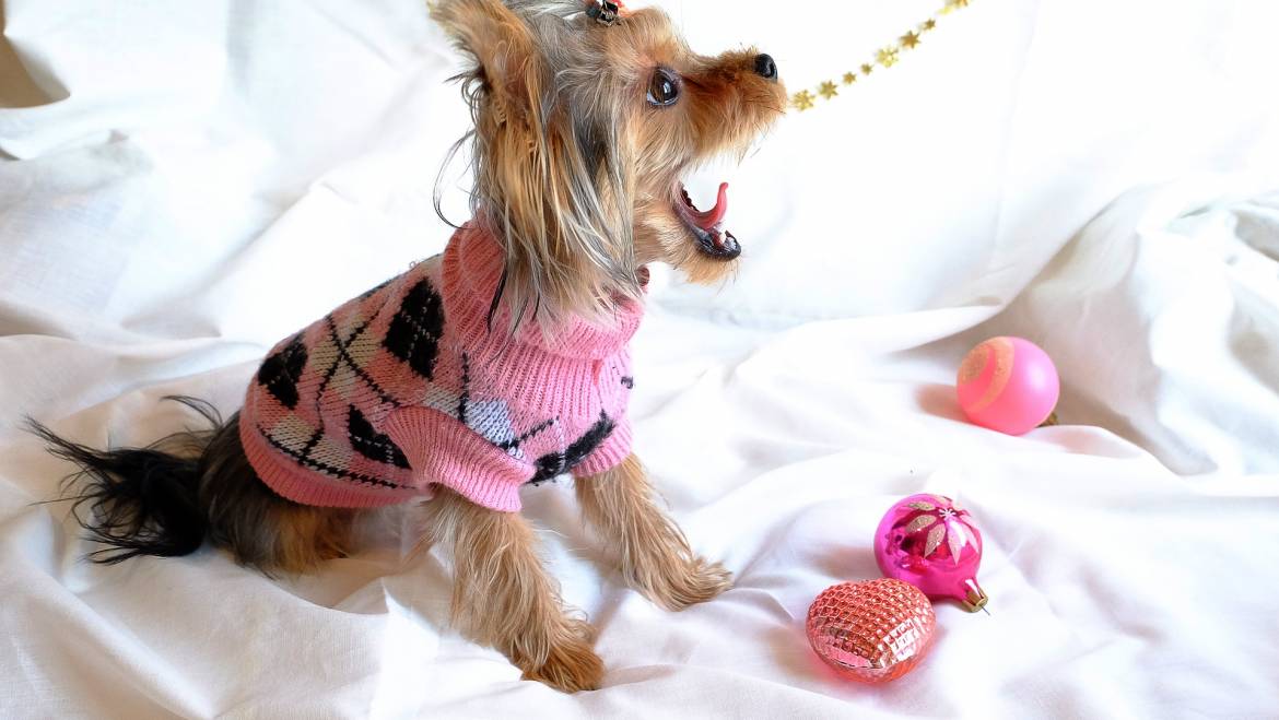 Top Five Reasons That Will Convince You To Choose A Yorkie