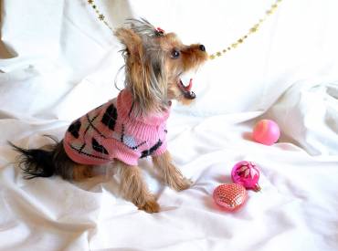 Top Five Reasons That Will Convince You To Choose A Yorkie