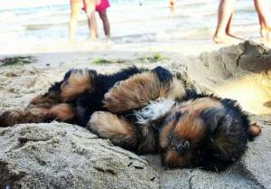 Yorkie on the beach