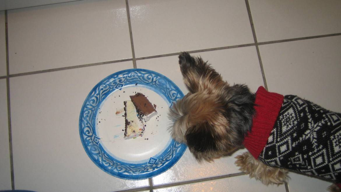 Feeding The Yorkie [Part 1]