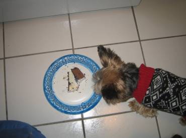 Feeding The Yorkie [Part 1]