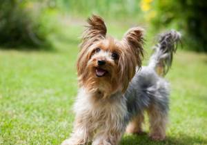 Yorkies do not shed