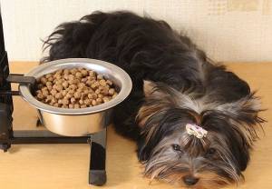 Yorkies and dry food