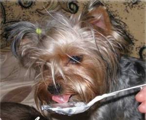 Feeding a Yorkshire terrier