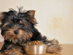 dry dog food for Yorkies
