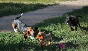 Controlling a Yorkie