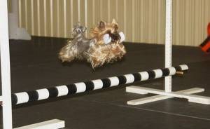 Yorkshire terrier chewing things