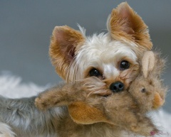 Yorkshire terrier biting