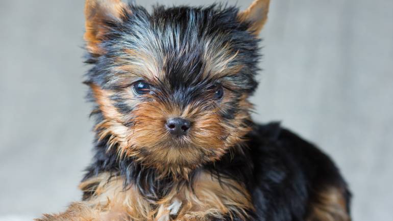 Choosing The Proper Yorkie Name
