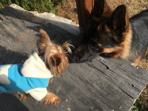 Yorkie outings