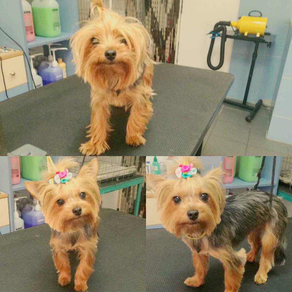 How To Groom A Yorkie? Grooming A Yorkshire Terrier Yorkie.Life