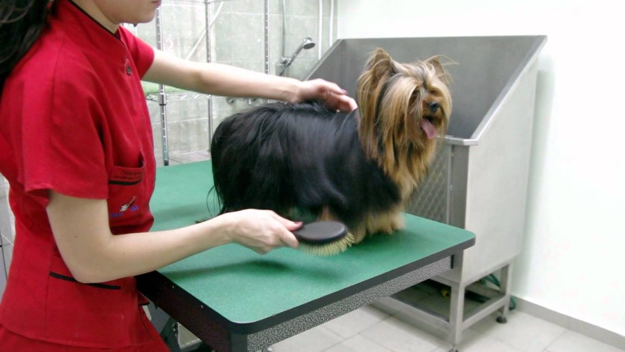 How To Groom A Yorkie? Grooming A Yorkshire Terrier Yorkie.Life