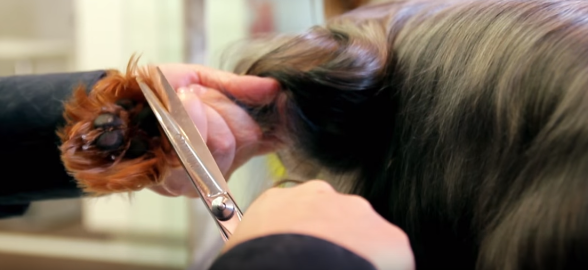 How To Groom A Yorkie? Grooming A Yorkshire Terrier Yorkie.Life