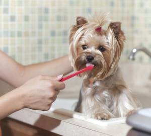 Yorkie teeth cleaning
