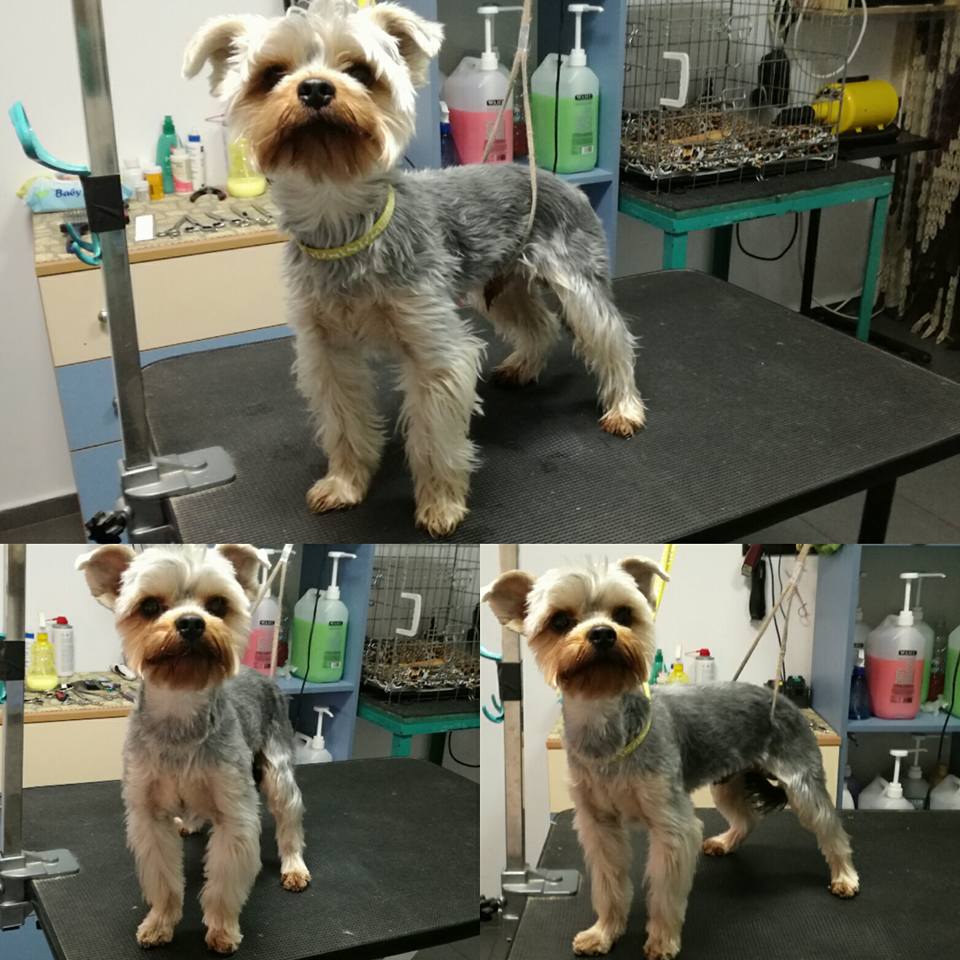 yorkie haircuts for males and females (60 + pictures