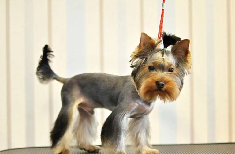 Yorkie haircuts for males and females (60 + pictures) Yorkie.Life