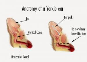 Anatomy of a Yorkie ear