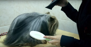 Drying a Yorkie