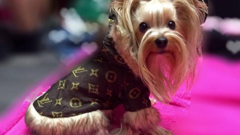 Best Yorkie Clothes And Outfits