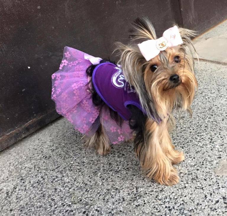 Best Yorkie Clothes And Outfits Yorkie.Life