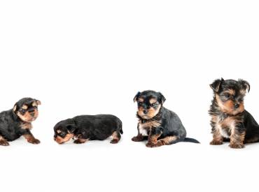 Yorkie growth chart and Yorkshire terrier development stages