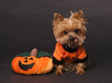 Yorkie Dog Halloween Costumes