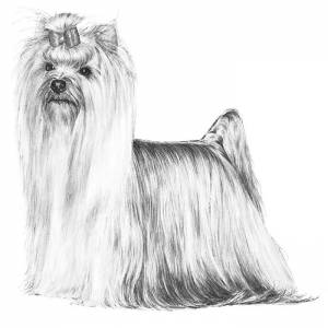 Yorkshire Terrier breed Standard