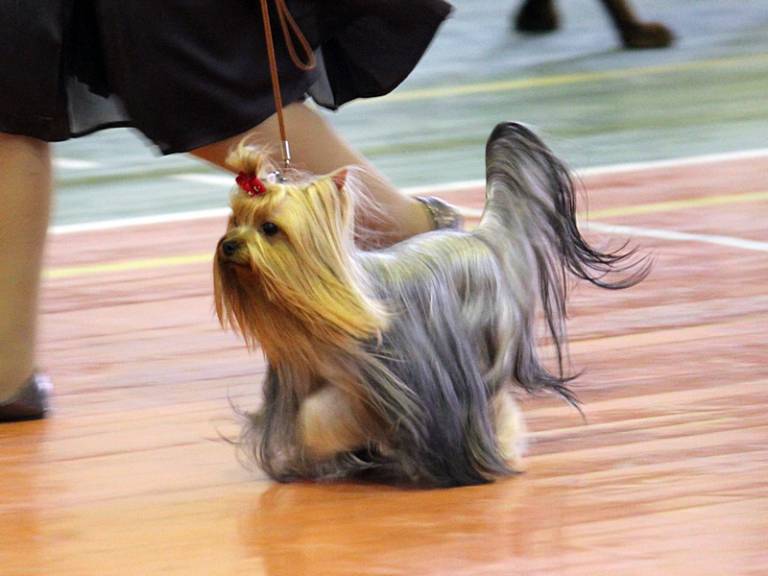 How Much Does A Yorkie Puppy Cost? Yorkshire Terrier Price Ranges