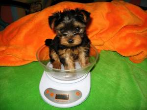 Teacup Yorkie in a scale