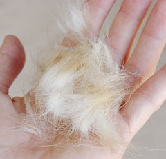 dogs shedding