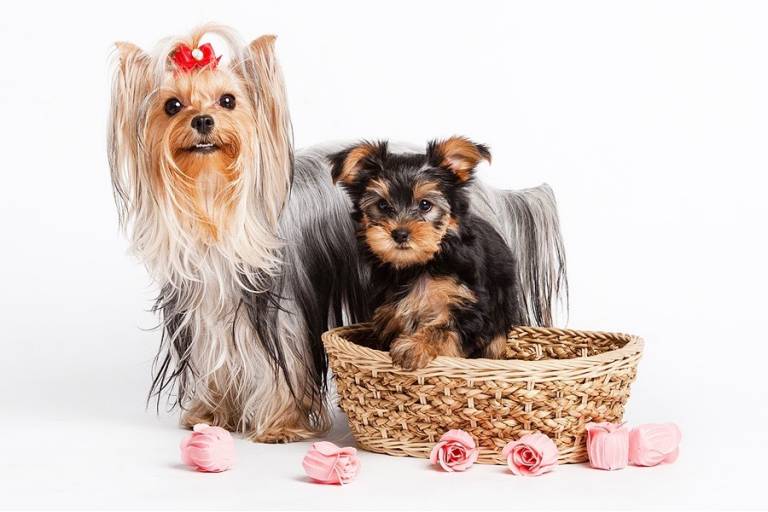 Do Yorkshire Terrier Dogs Shed? Do Yorkies Shed A Lot? Yorkie.Life