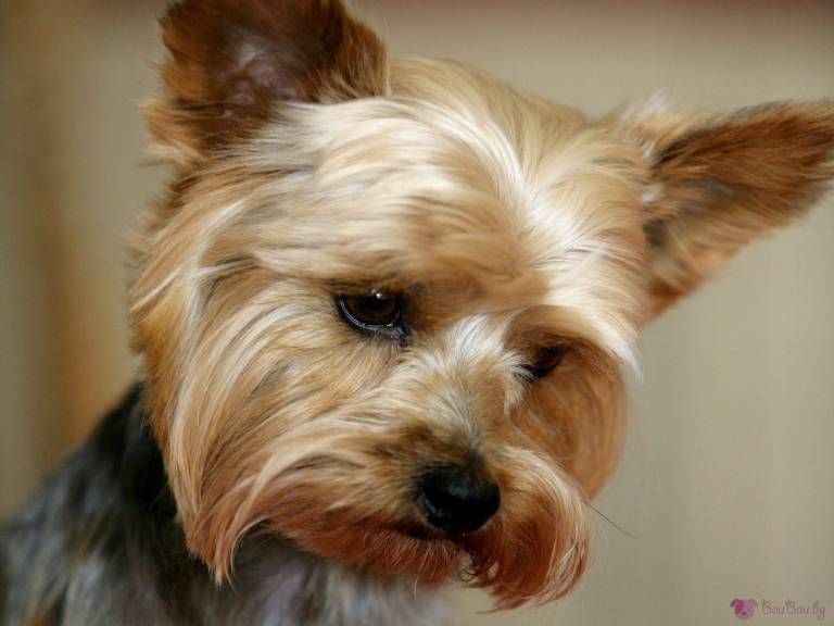 Do Yorkshire Terrier Dogs Shed? Do Yorkies Shed A Lot? Yorkie.Life