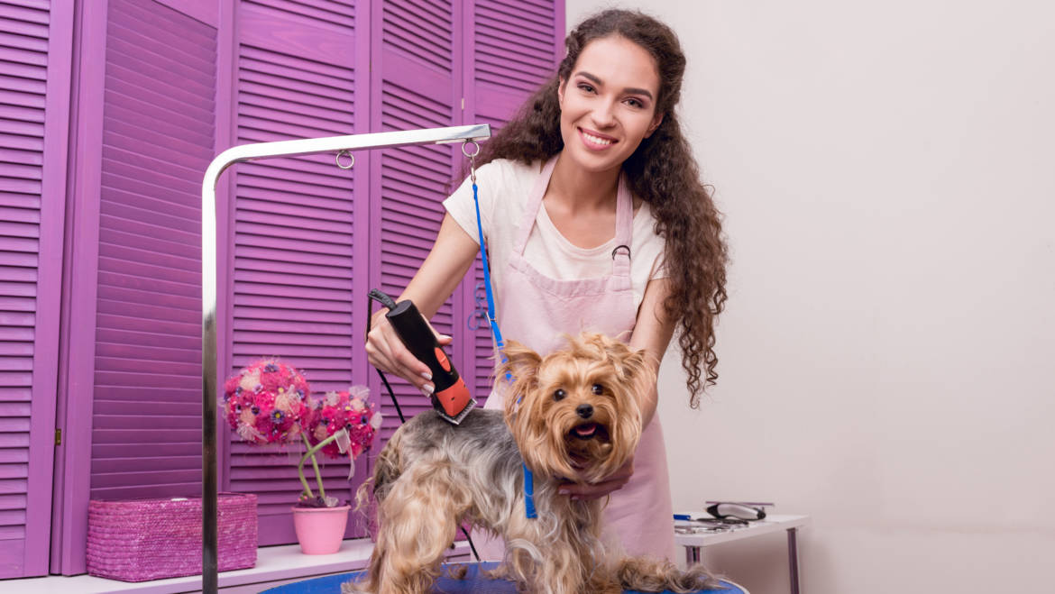 Best 5 Clippers For Yorkies Recommended By The Groomers