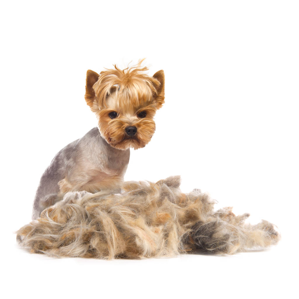 Best 5 Clippers For Yorkies By The Groomers Yorkie.Life