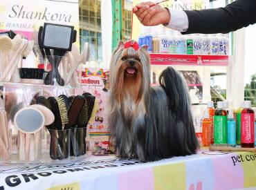 Best Yorkie Shampoo And Conditioner Recommended By The Groomers