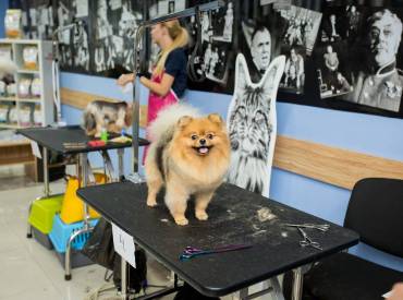 How To Choose A Dog Grooming Table [Recommended By Pro Groomers]